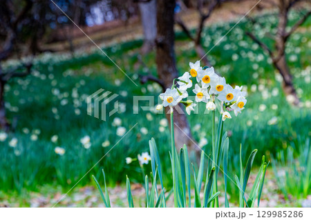国営讃岐まんのう公園　季節の花畑 129985286