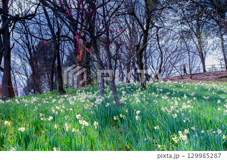 国営讃岐まんのう公園　季節の花畑 129985287