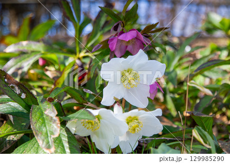 国営讃岐まんのう公園　季節の花畑 129985290