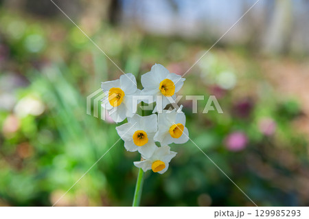 国営讃岐まんのう公園　季節の花畑 129985293