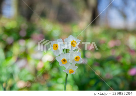 国営讃岐まんのう公園　季節の花畑 129985294