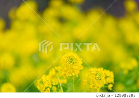 国営讃岐まんのう公園　季節の花畑 129985295