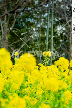 国営讃岐まんのう公園　季節の花畑 129985297