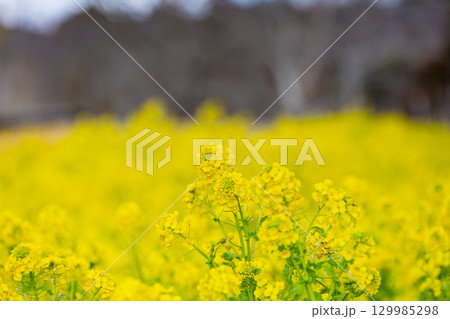 国営讃岐まんのう公園　季節の花畑 129985298