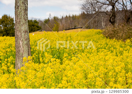 国営讃岐まんのう公園 季節の花畑 国営讃岐まんのう公園 季節の花畑 129985300