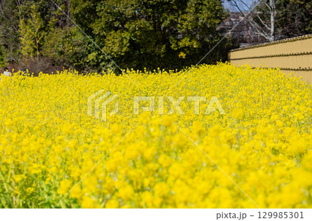国営讃岐まんのう公園　季節の花畑 129985301