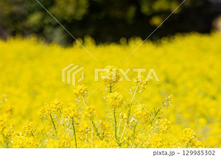 国営讃岐まんのう公園　季節の花畑 129985302