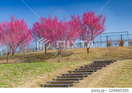 国営讃岐まんのう公園 季節の花畑 国営讃岐まんのう公園 季節の花畑 129985305
