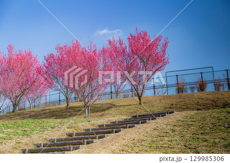国営讃岐まんのう公園　季節の花畑 129985306