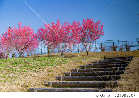 国営讃岐まんのう公園　季節の花畑 129985307