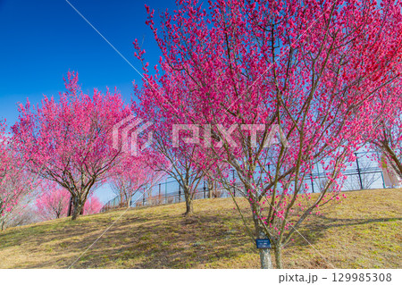 国営讃岐まんのう公園 季節の花畑 国営讃岐まんのう公園 季節の花畑 129985308