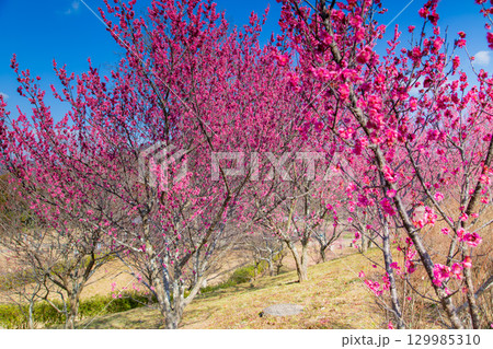 国営讃岐まんのう公園　季節の花畑 129985310