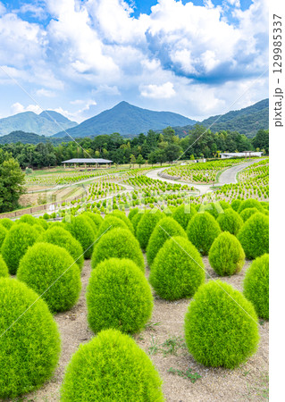 国営讃岐まんのう公園 季節の花畑 国営讃岐まんのう公園 季節の花畑 129985337