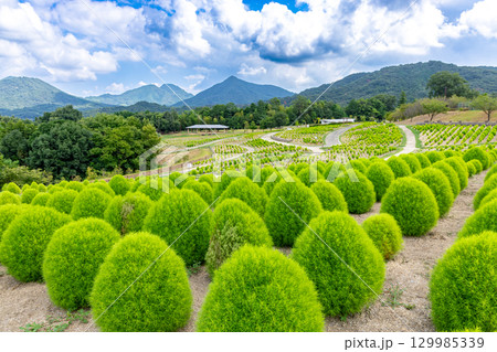 国営讃岐まんのう公園　季節の花畑 129985339