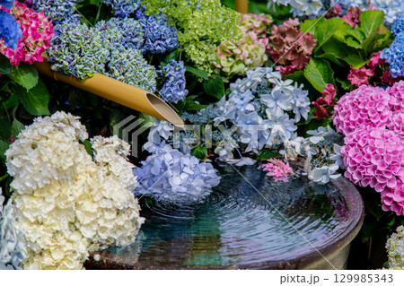 国営讃岐まんのう公園 季節の花畑 国営讃岐まんのう公園 季節の花畑 129985343