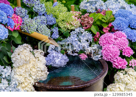 国営讃岐まんのう公園　季節の花畑 129985345