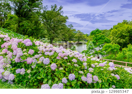 国営讃岐まんのう公園　季節の花畑 129985347