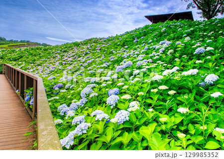 国営讃岐まんのう公園　季節の花畑 129985352