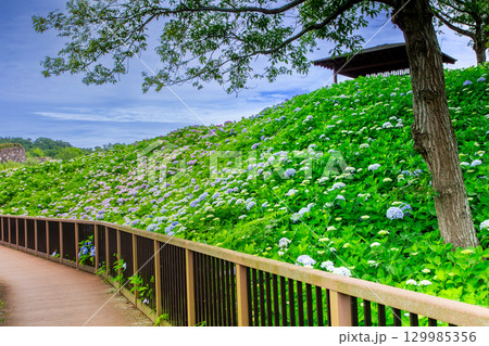 国営讃岐まんのう公園　季節の花畑 129985356