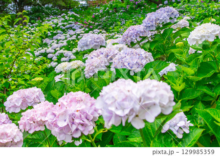 国営讃岐まんのう公園　季節の花畑 129985359