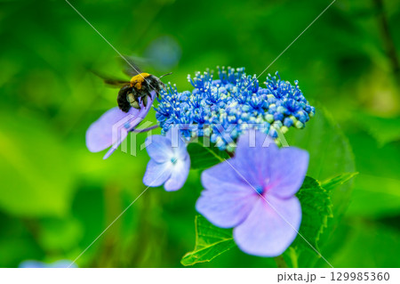 国営讃岐まんのう公園　季節の花畑 129985360