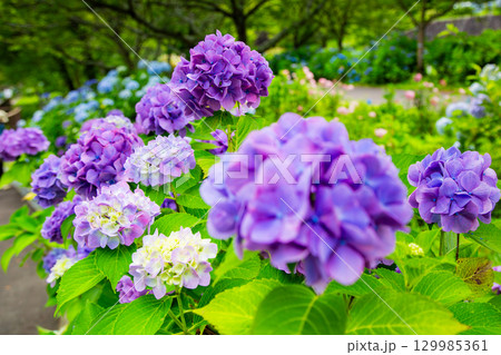 国営讃岐まんのう公園　季節の花畑 129985361