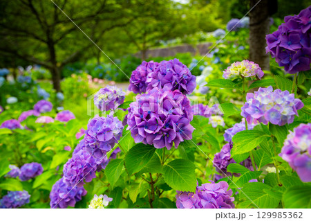 国営讃岐まんのう公園 季節の花畑 国営讃岐まんのう公園 季節の花畑 129985362