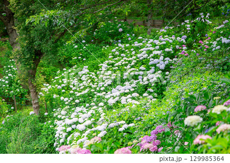 国営讃岐まんのう公園 季節の花畑 国営讃岐まんのう公園 季節の花畑 129985364