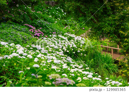 国営讃岐まんのう公園　季節の花畑 129985365
