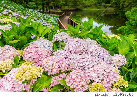 国営讃岐まんのう公園　季節の花畑 129985369