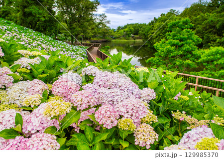 国営讃岐まんのう公園　季節の花畑 129985370