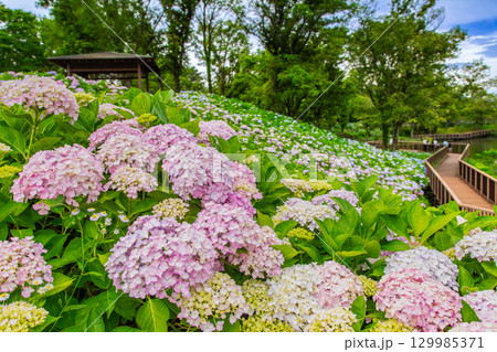 国営讃岐まんのう公園　季節の花畑 129985371