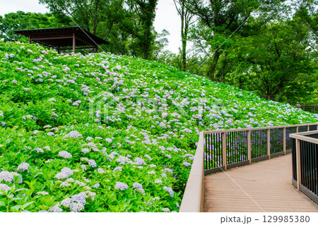 国営讃岐まんのう公園　季節の花畑 129985380