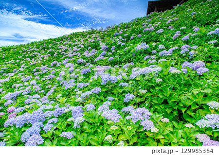 国営讃岐まんのう公園 季節の花畑 国営讃岐まんのう公園 季節の花畑 129985384