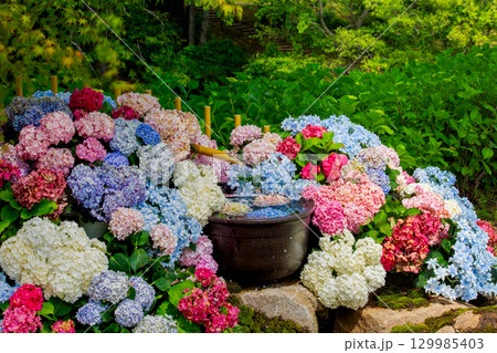 国営讃岐まんのう公園　季節の花畑 129985403