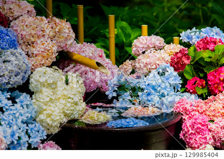 国営讃岐まんのう公園 季節の花畑 国営讃岐まんのう公園 季節の花畑 129985404