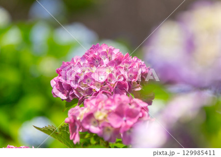 国営讃岐まんのう公園 季節の花畑 国営讃岐まんのう公園 季節の花畑 129985411