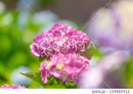 国営讃岐まんのう公園　季節の花畑 129985412