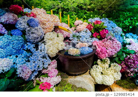 国営讃岐まんのう公園 季節の花畑 国営讃岐まんのう公園 季節の花畑 129985414