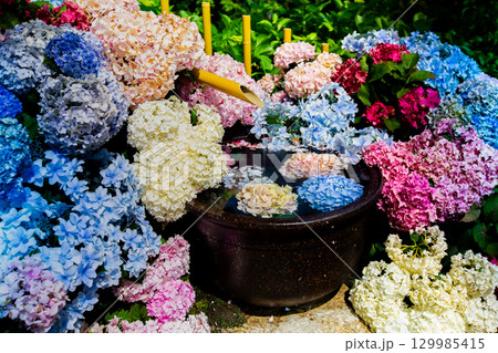 国営讃岐まんのう公園 季節の花畑 国営讃岐まんのう公園 季節の花畑 129985415