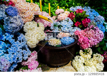 国営讃岐まんのう公園 季節の花畑 国営讃岐まんのう公園 季節の花畑 129985416