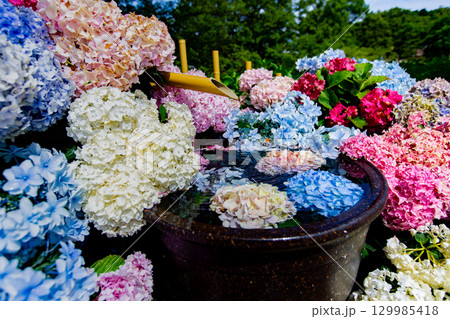 国営讃岐まんのう公園　季節の花畑 129985418