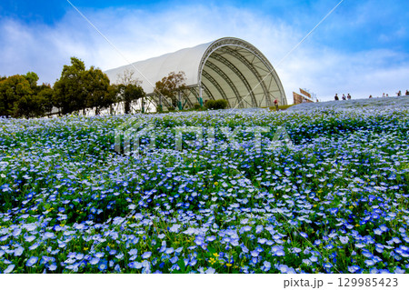 国営讃岐まんのう公園 季節の花畑 国営讃岐まんのう公園 季節の花畑 129985423