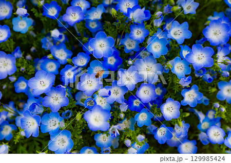 国営讃岐まんのう公園　季節の花畑 129985424