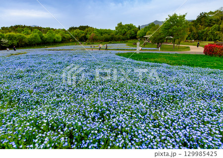 国営讃岐まんのう公園　季節の花畑 129985425