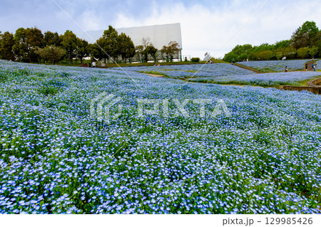 国営讃岐まんのう公園　季節の花畑 129985426