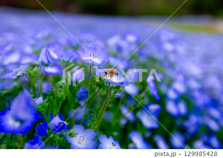 国営讃岐まんのう公園　季節の花畑 129985428