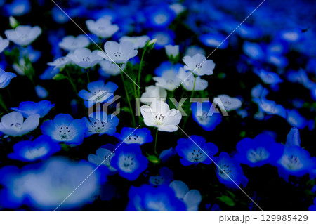 国営讃岐まんのう公園　季節の花畑 129985429