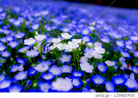 国営讃岐まんのう公園　季節の花畑 129985430