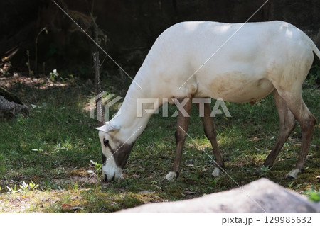 アラビアオリックス 129985632